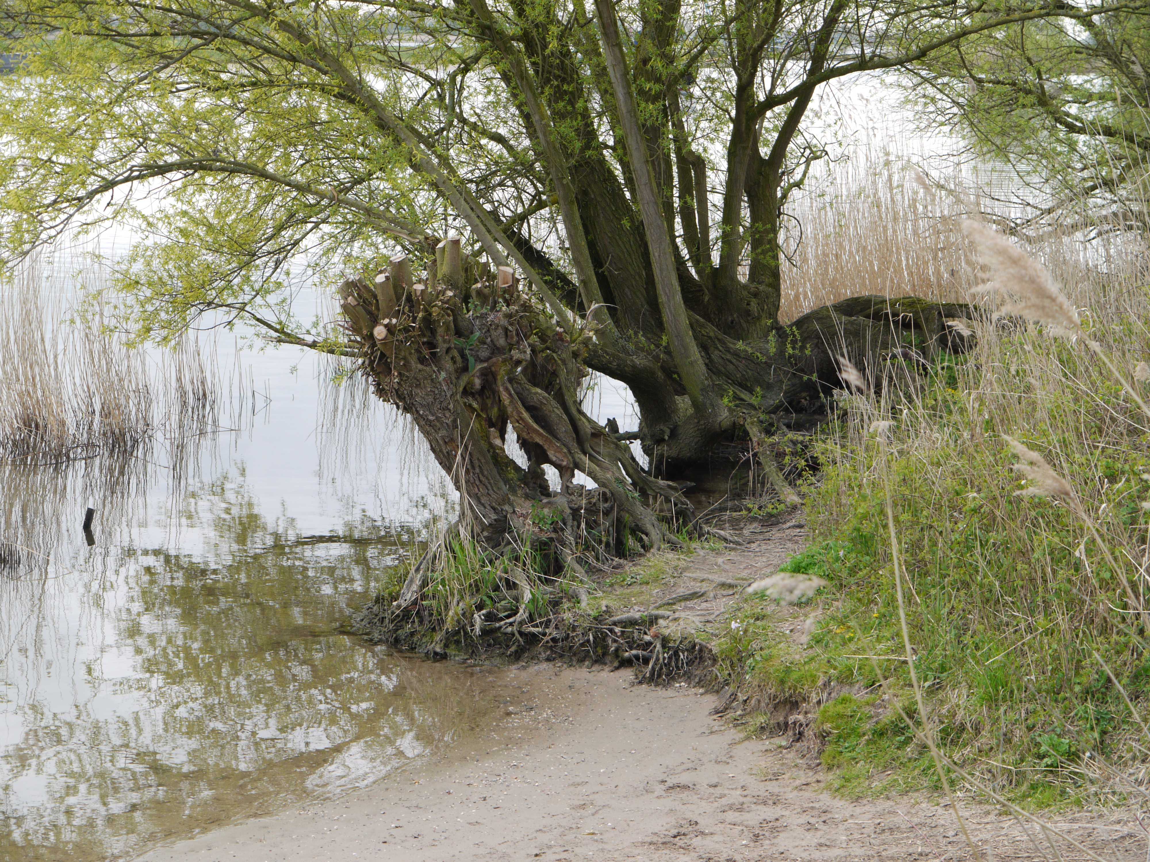 avelingen a.d.merwede