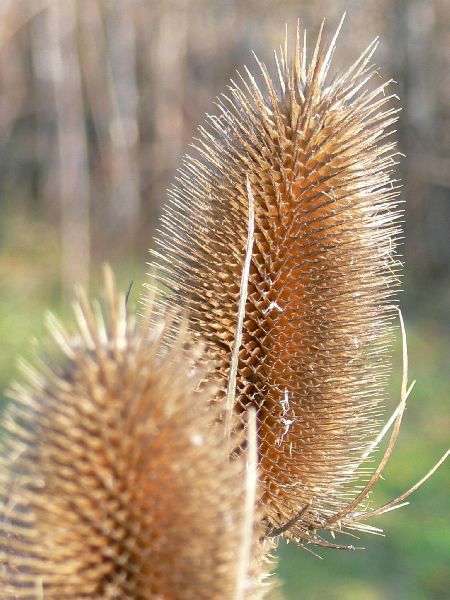 De grote kaardebol of wilde kaardebol (3)