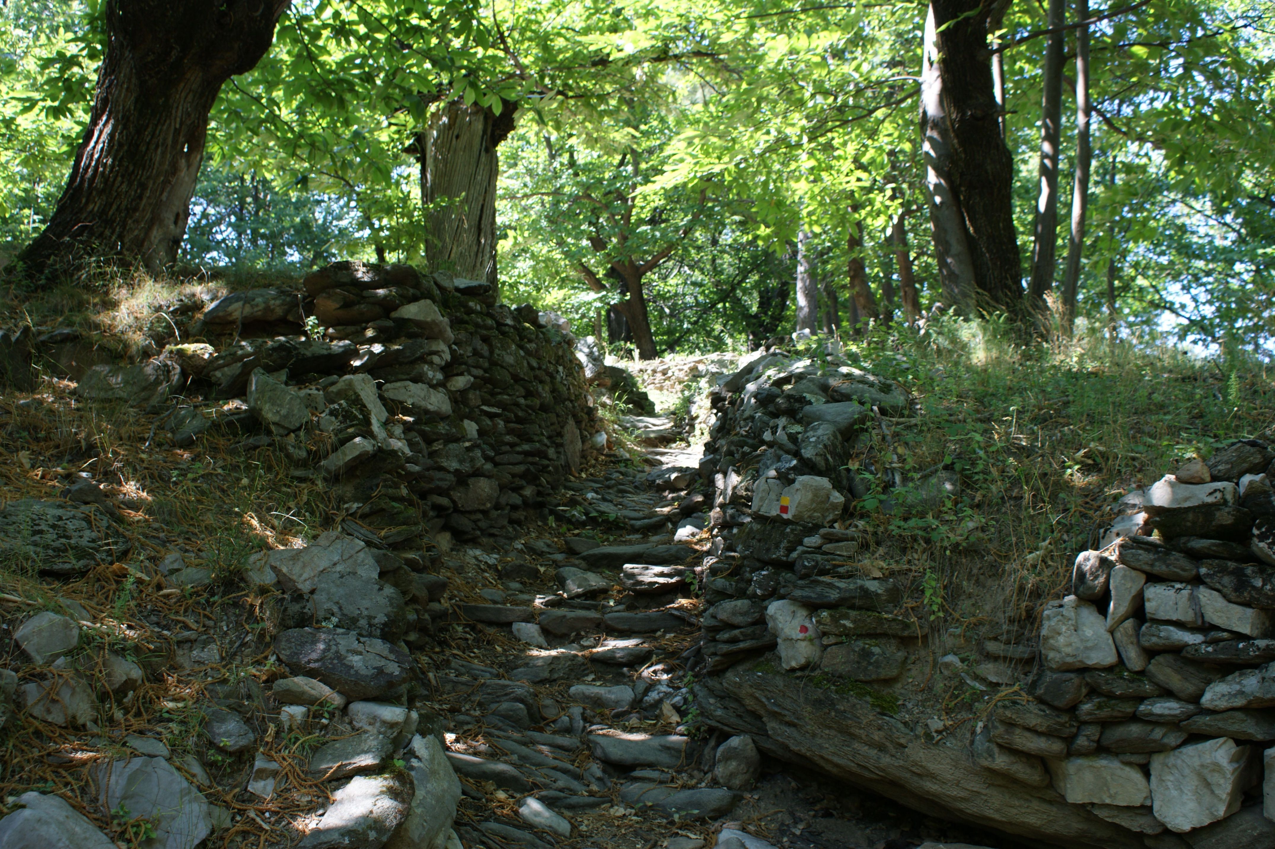 Bospad in Kastanje boomgaard