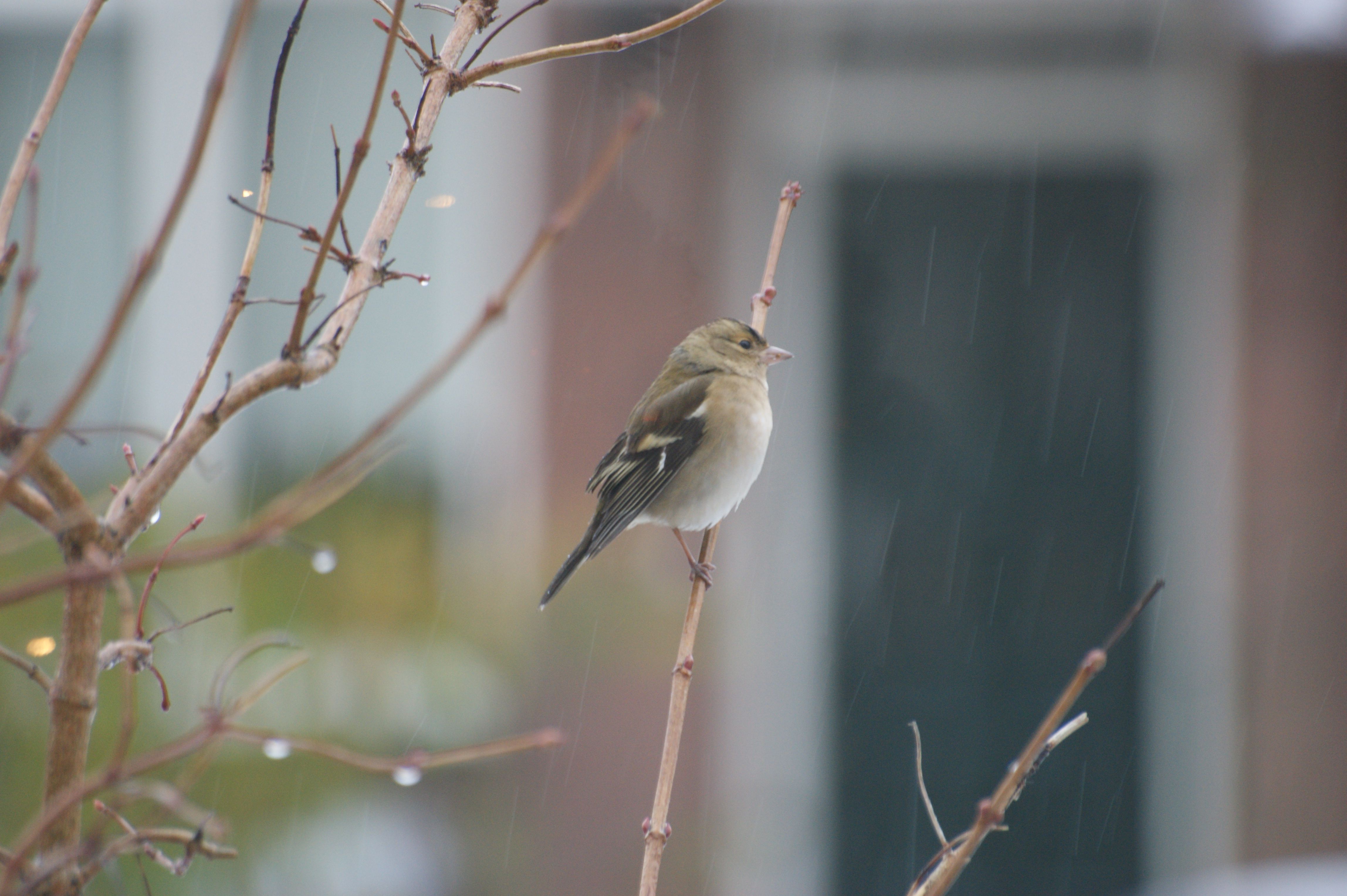 Vink in de regen