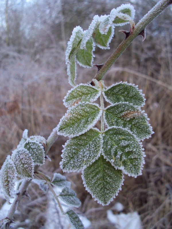 bevroren blaadjes