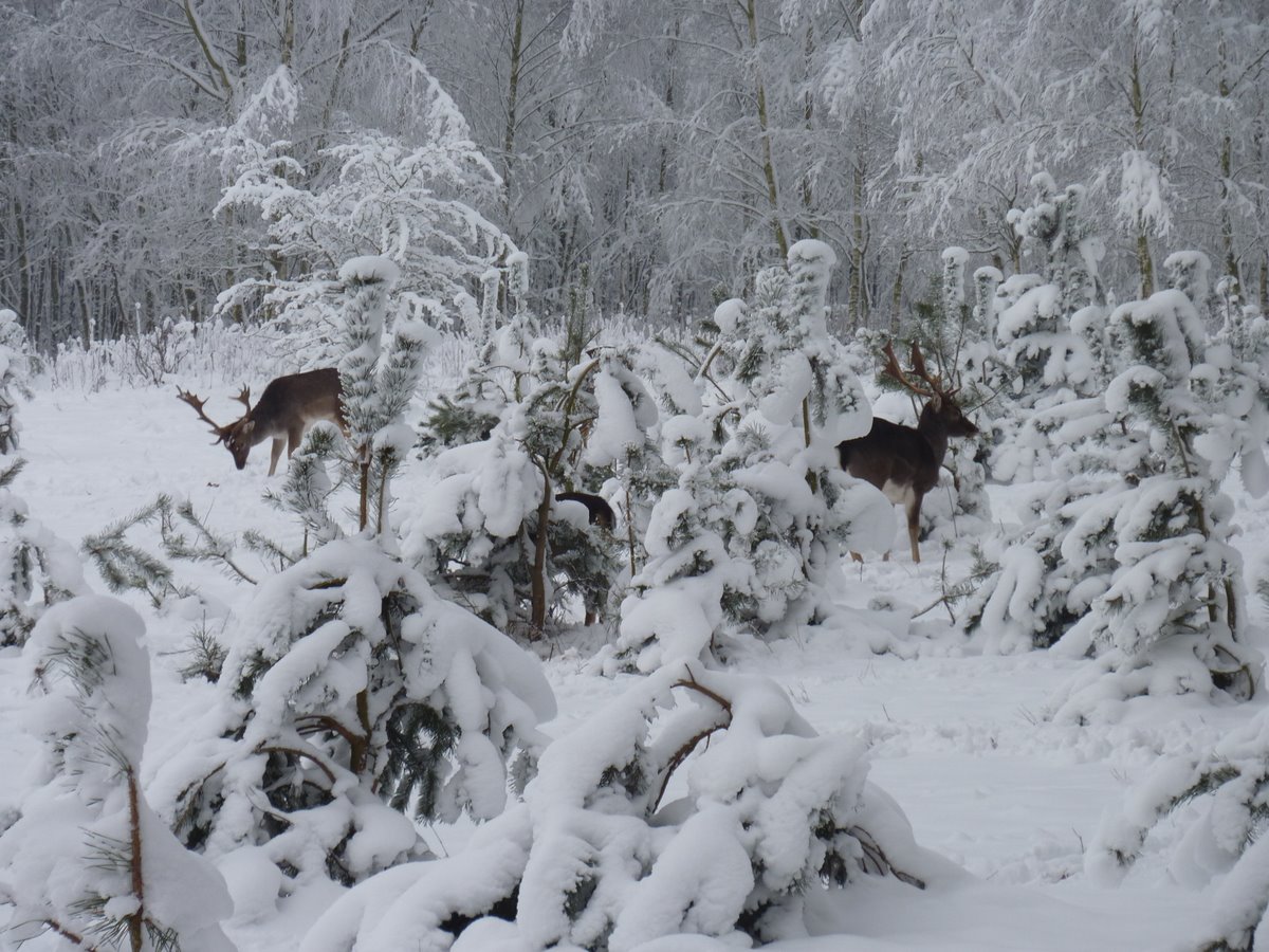Damherten in een winters landschap