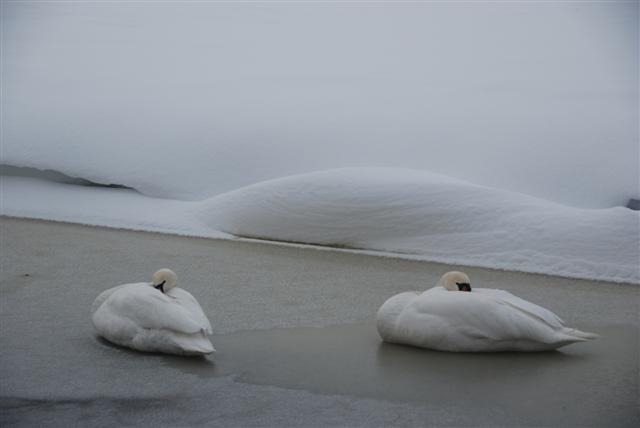 zwanen op het ijs