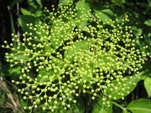 knop van de vlierbes