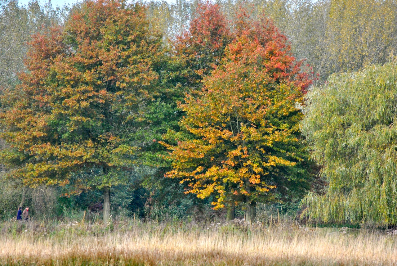 Herfstkleuren