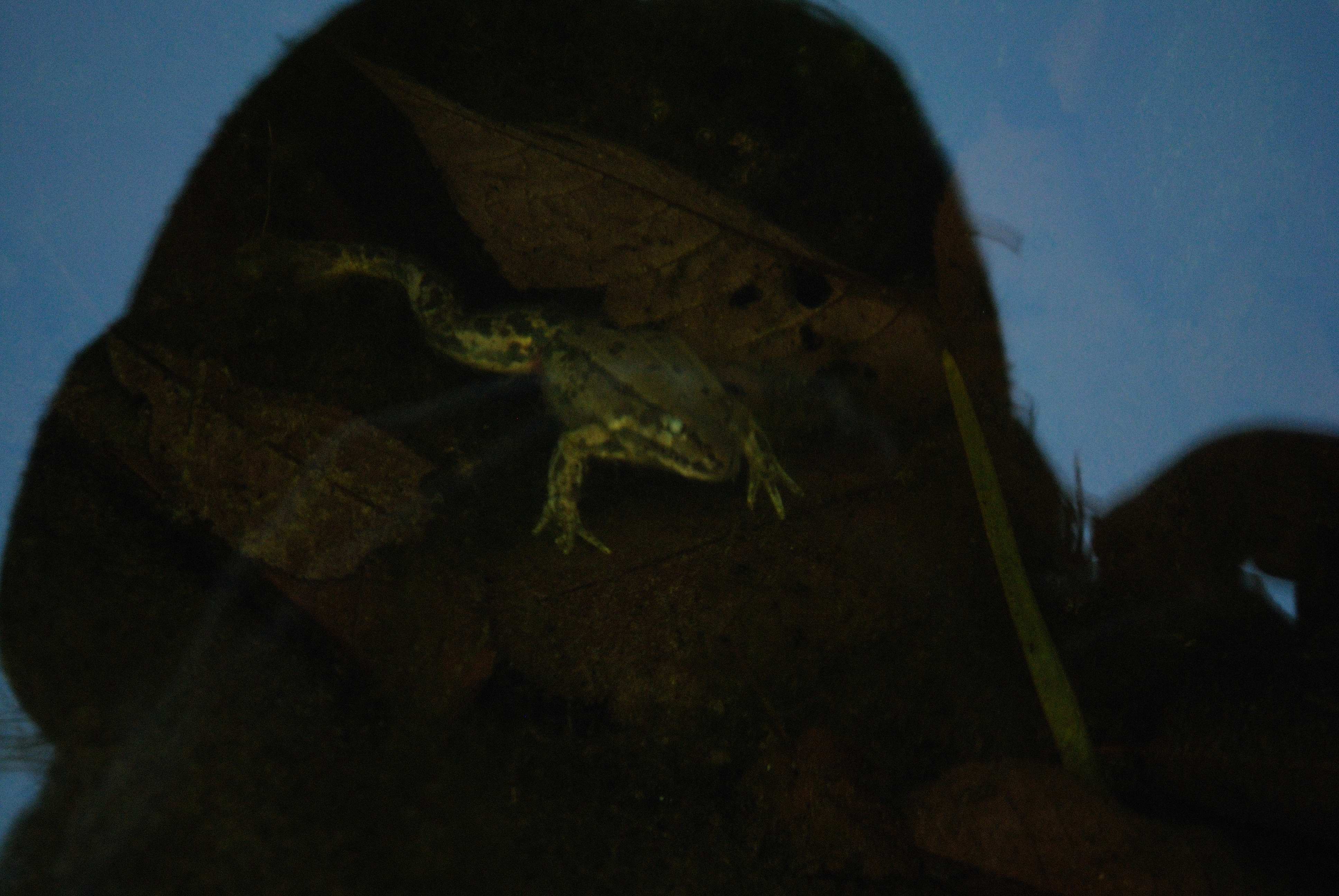 kikker in winterslaap