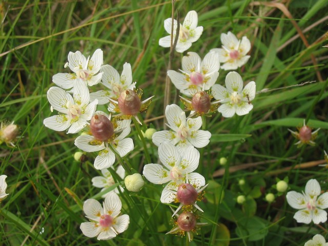 Parnassia