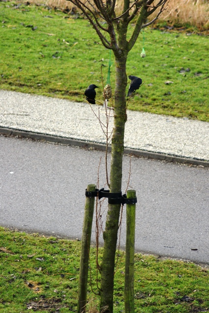 Verliefde Vogels?