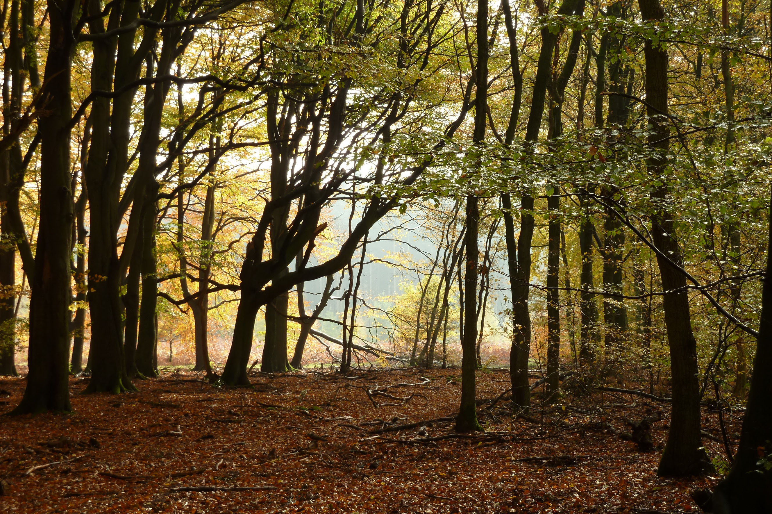 Herfsthout in Vierhouten