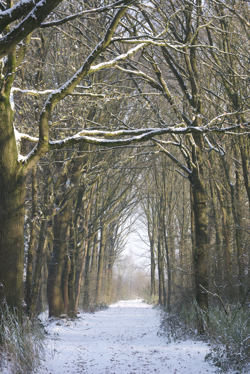 sneeuwlandschap1