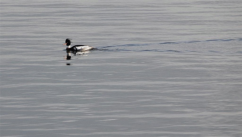 Middelste Zaagbek (mannetje)