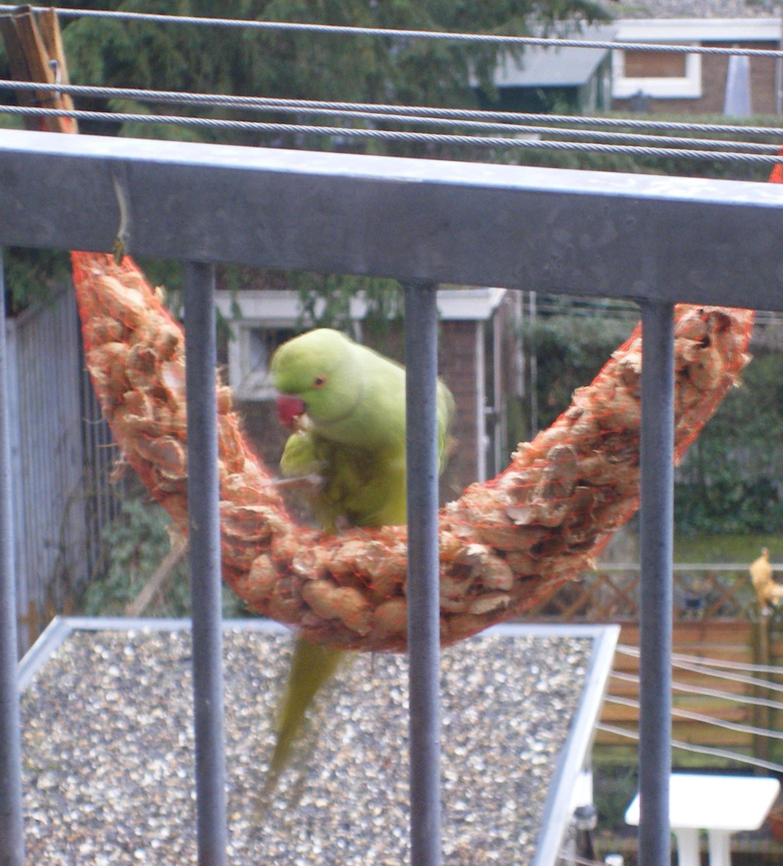 Halsbandparkiet van de  pinda's aan het genieten
