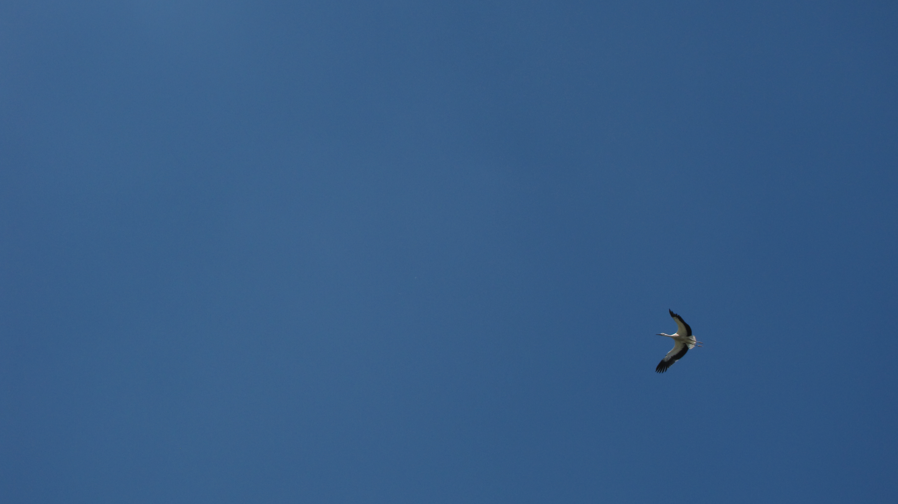 vogelvrij hoog in de blauwe lucht