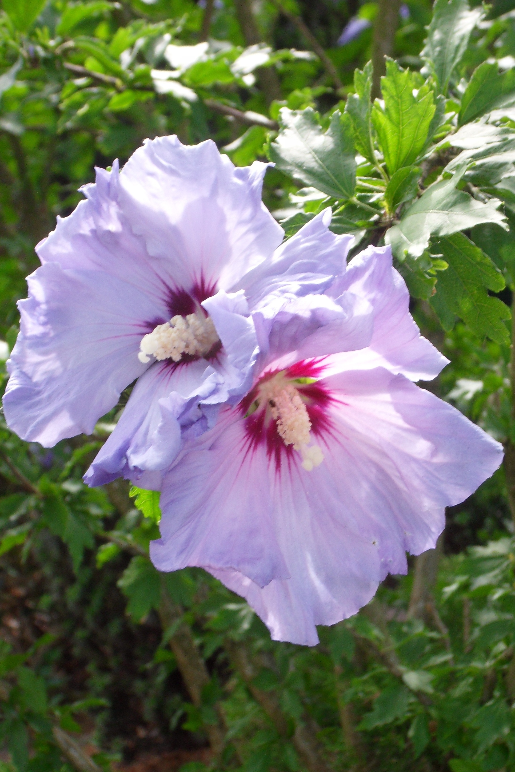 hibiscus