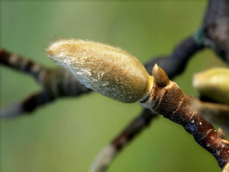 Voorjaar omgeven door een laagje vorst.