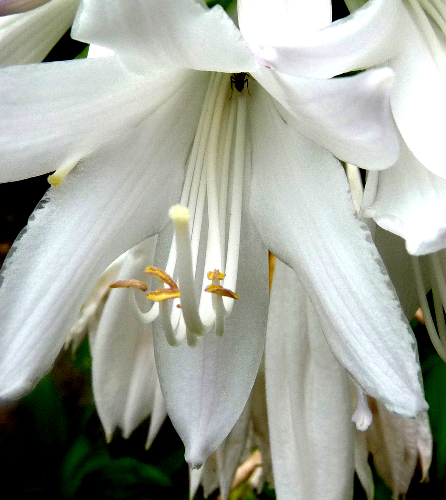 Hosta in volle bloei (zomer 2010)
