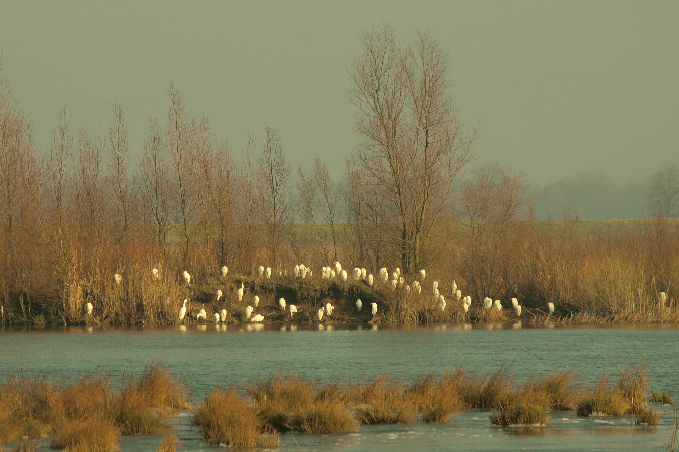 Kolonie zilverreigers