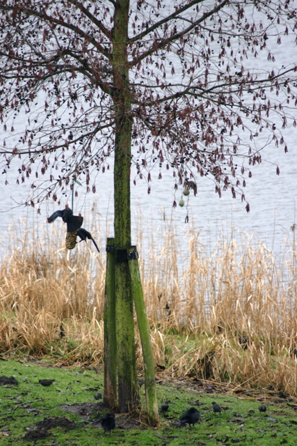Pinda's zijn populair bij de vogels 4