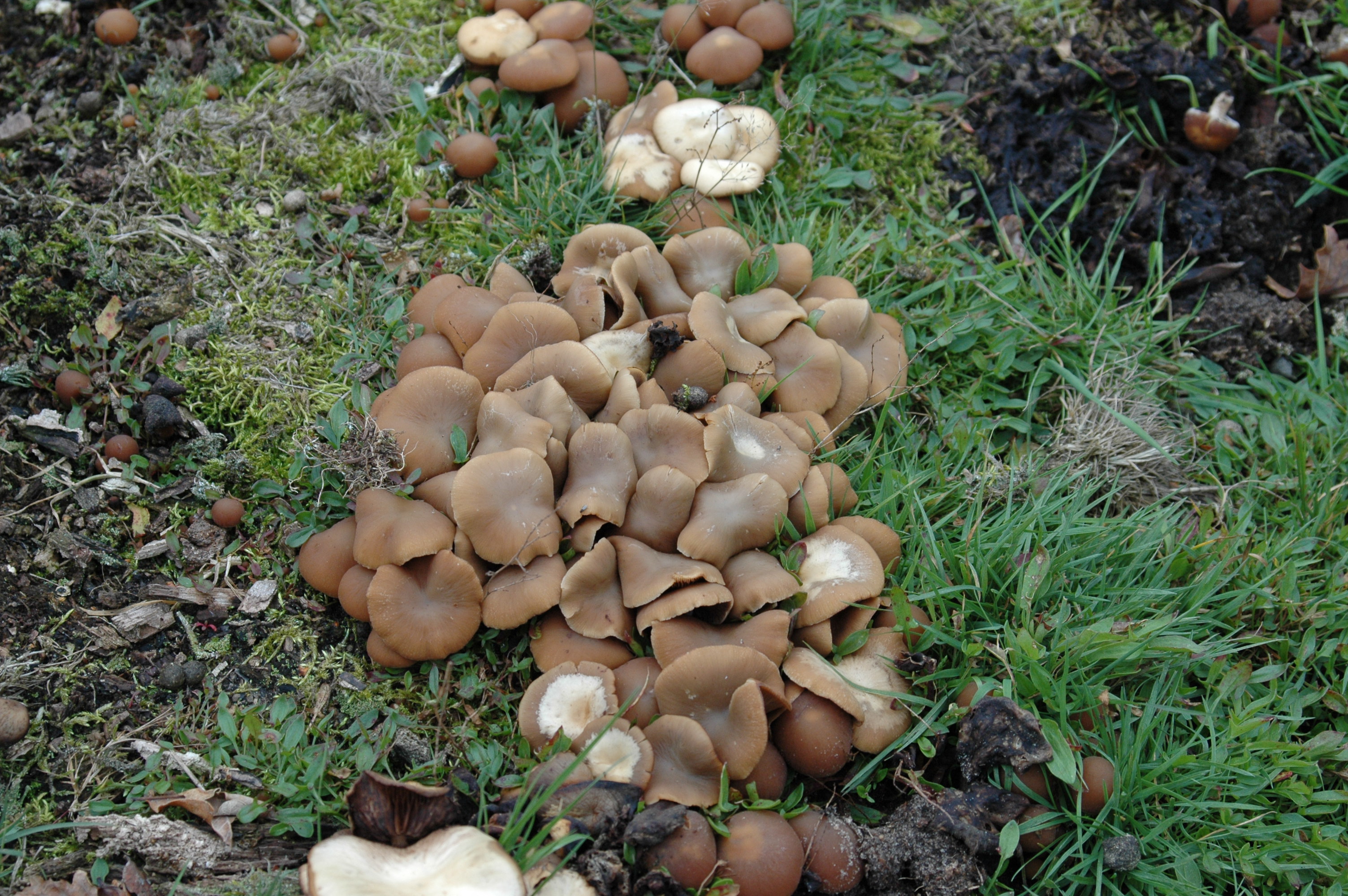 tweekleurige trechterzwam