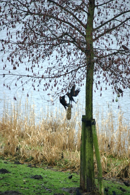 Pinda's zijn populair bij de vogels 2