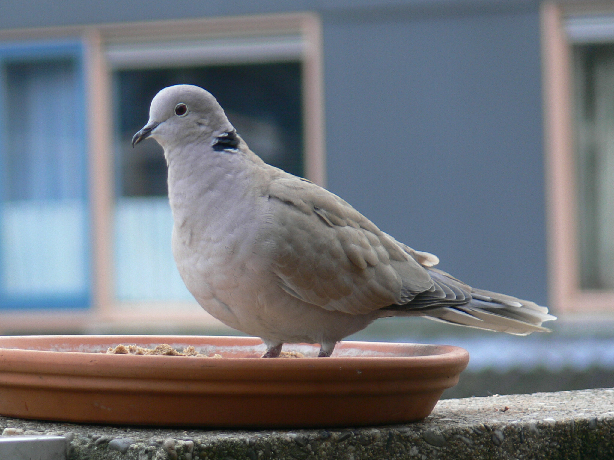  De Turkse tortel (Streptopelia decaocto)