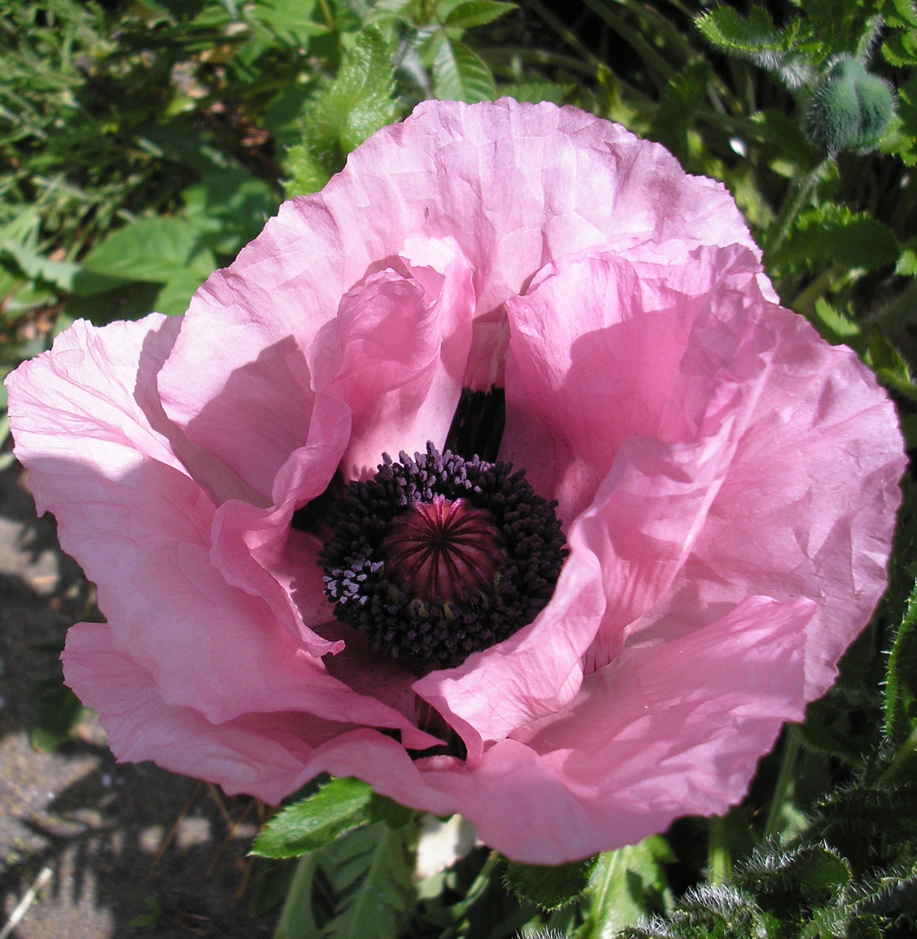 papaver