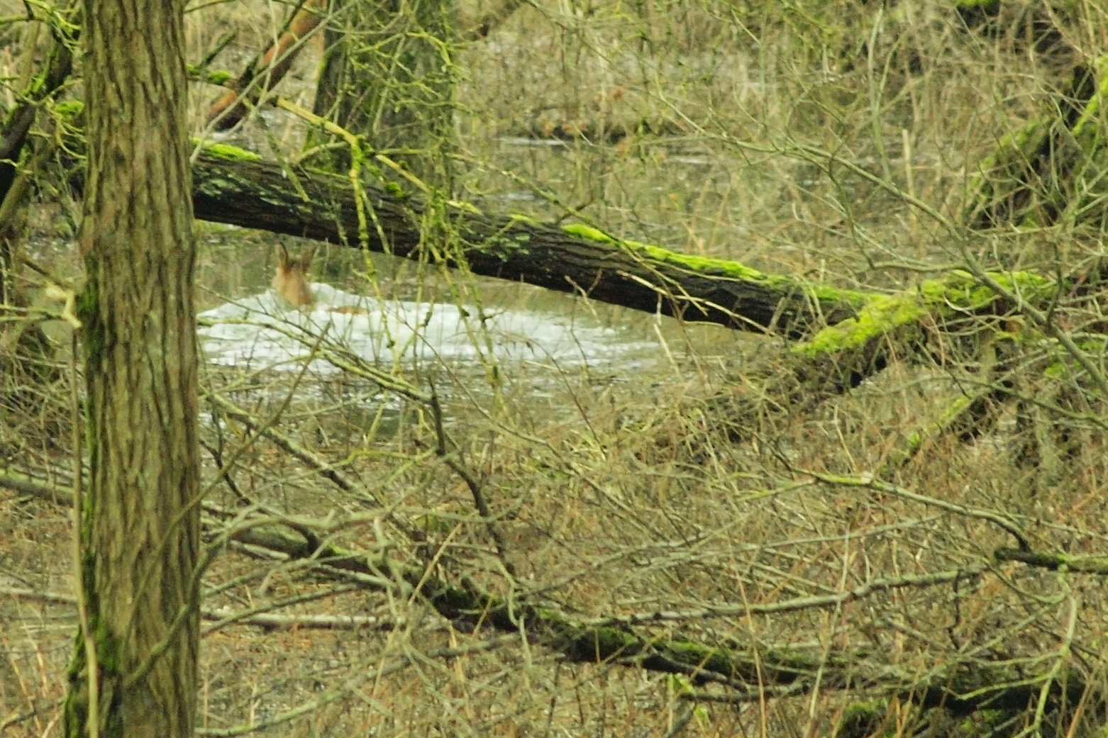 Ree en hoog water
