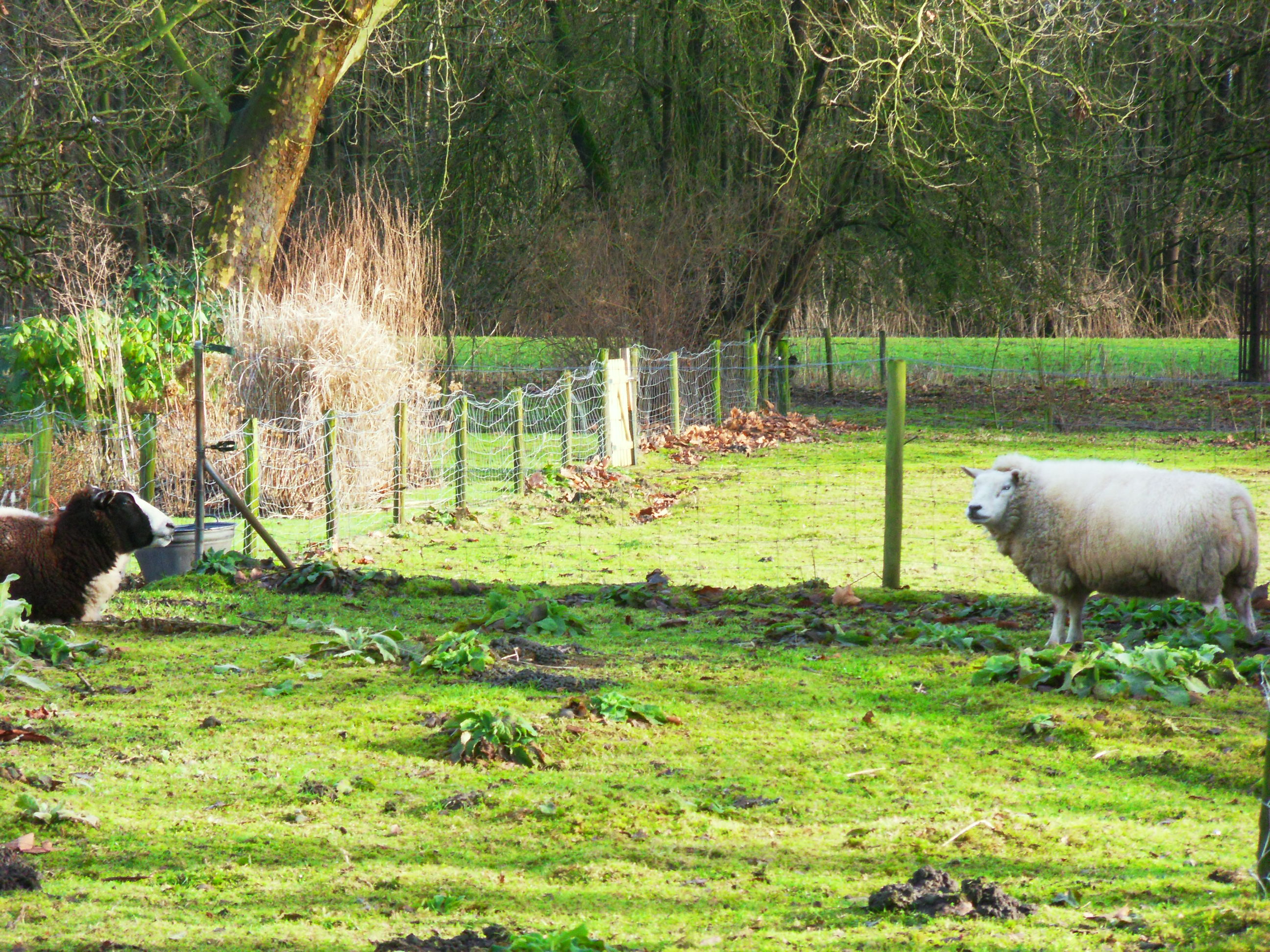schapen