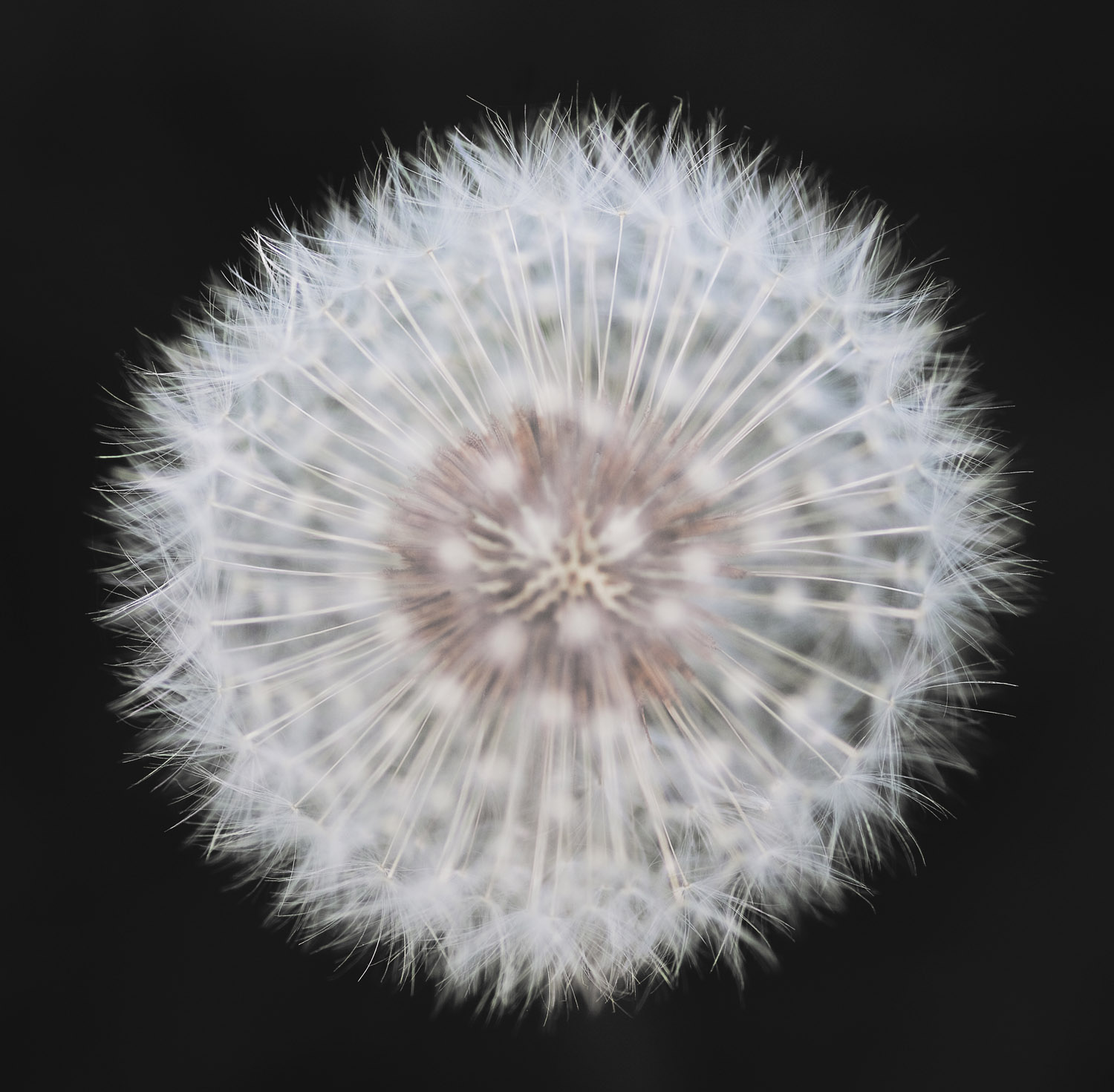 Paardenbloem  van boven af