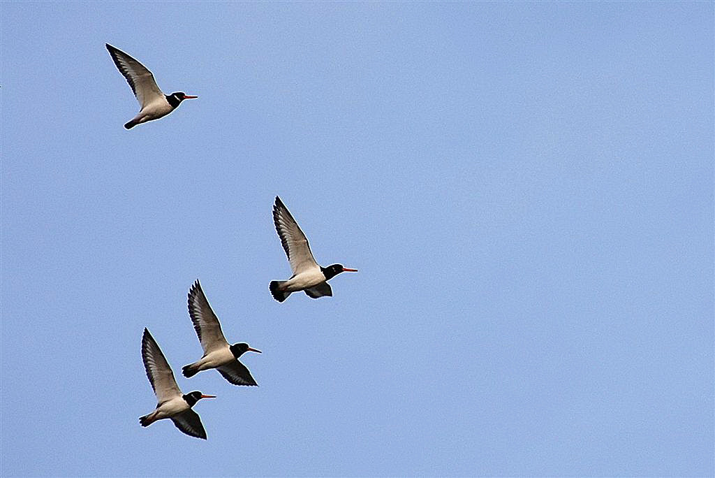 Scholeksters (Bonte Pieten) in vlucht.
