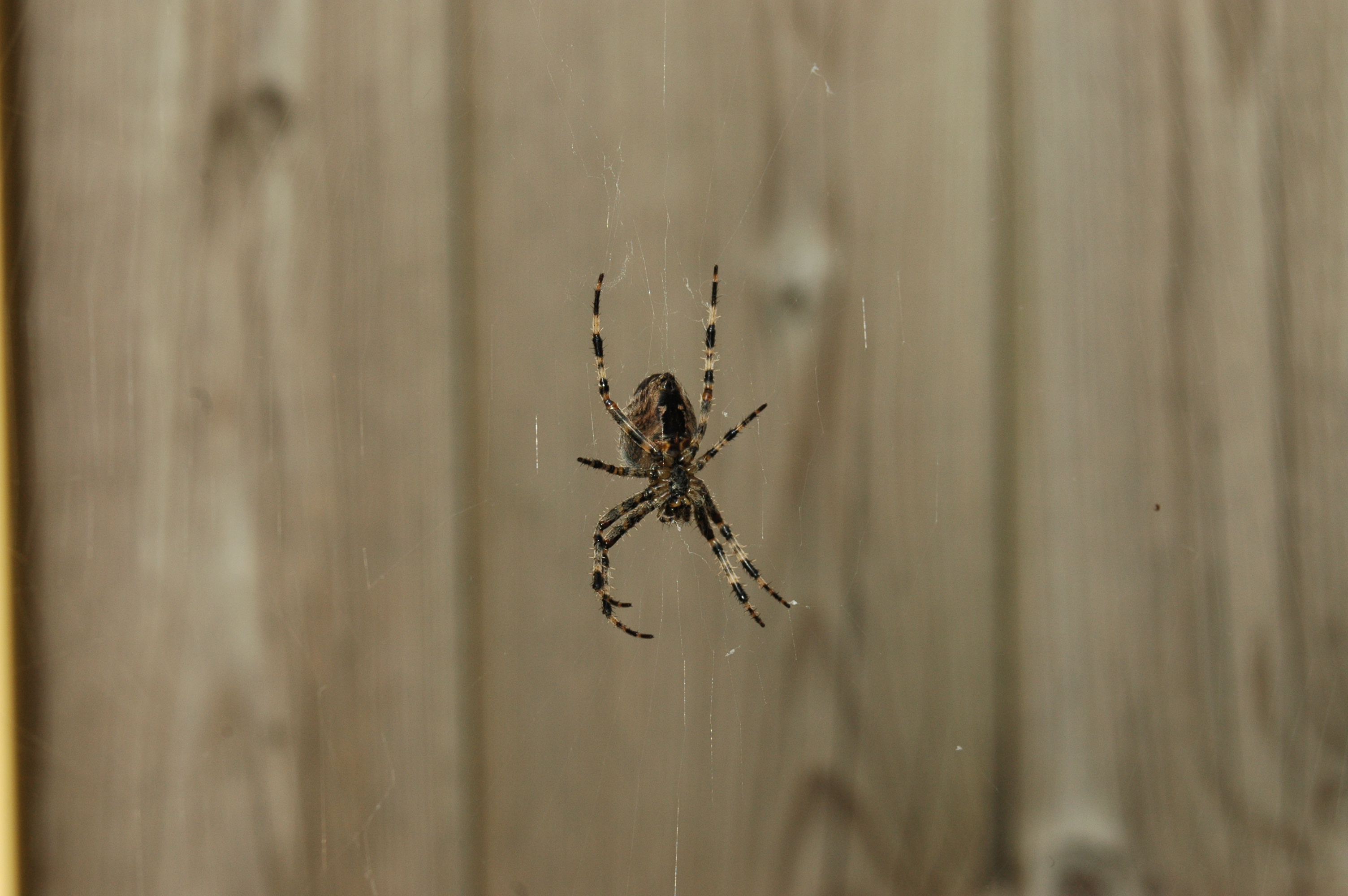 nee, een spin met oesten in het hout