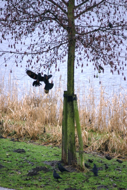 Pinda's zijn populair bij de vogels 1 