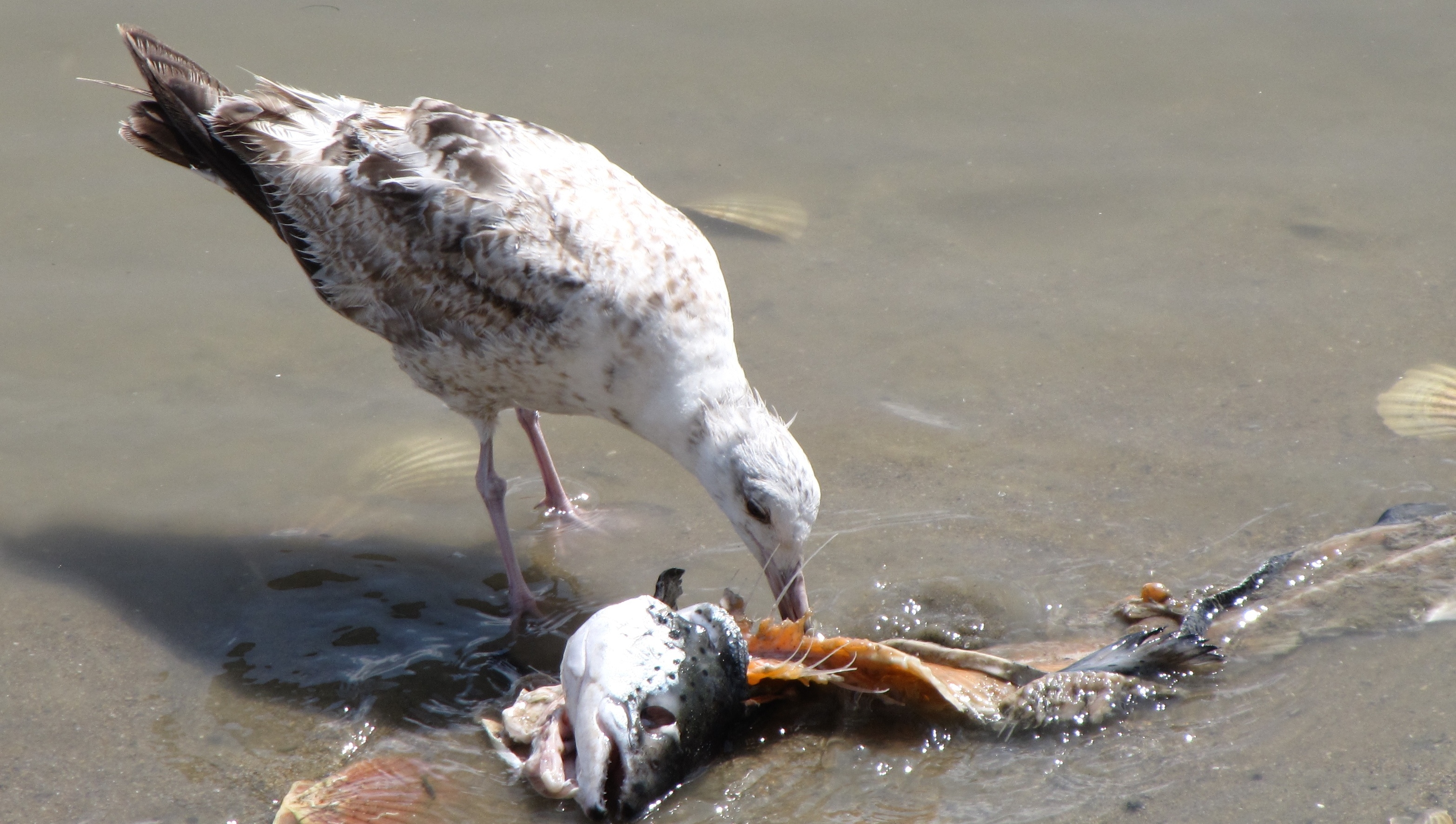 wel alles op eten natuurlijk.....