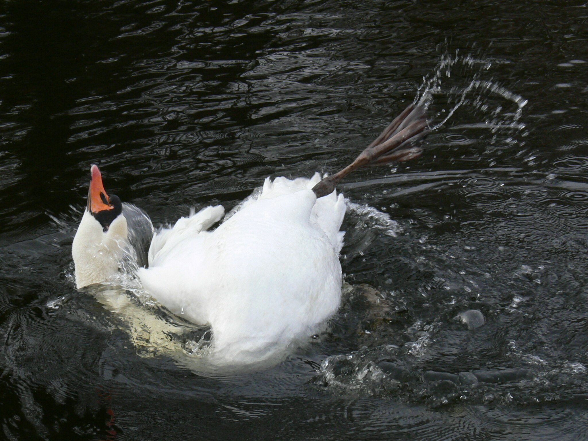 Knobbelzwaan in beweging