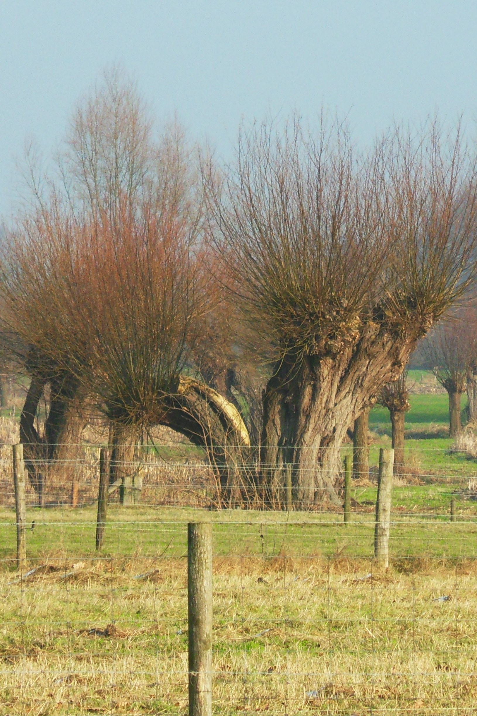 oude knotwilg in natuurgebied t Broek