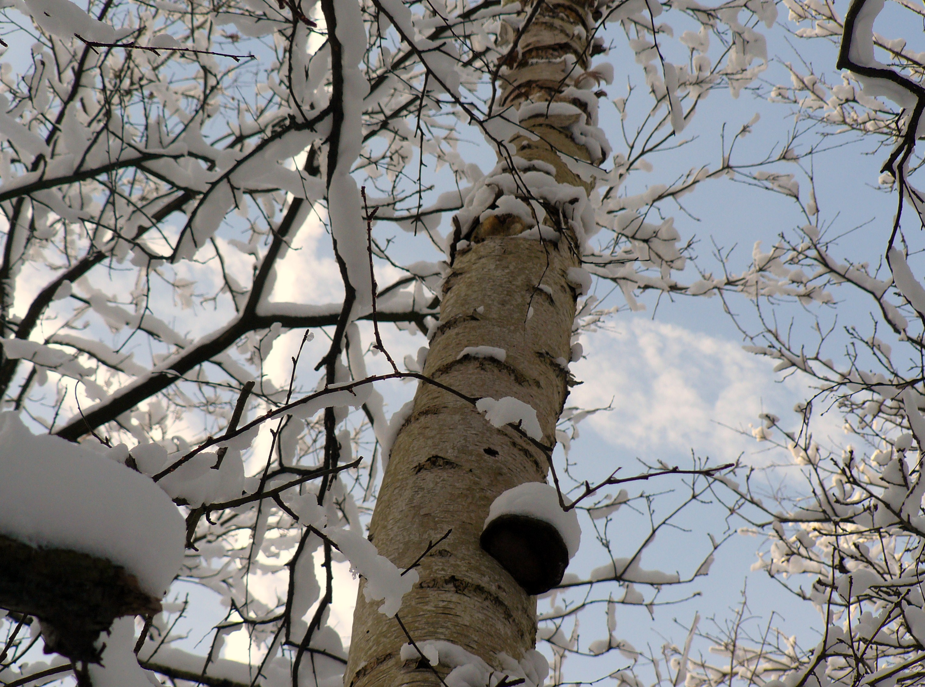 berkenboom met zwammen
