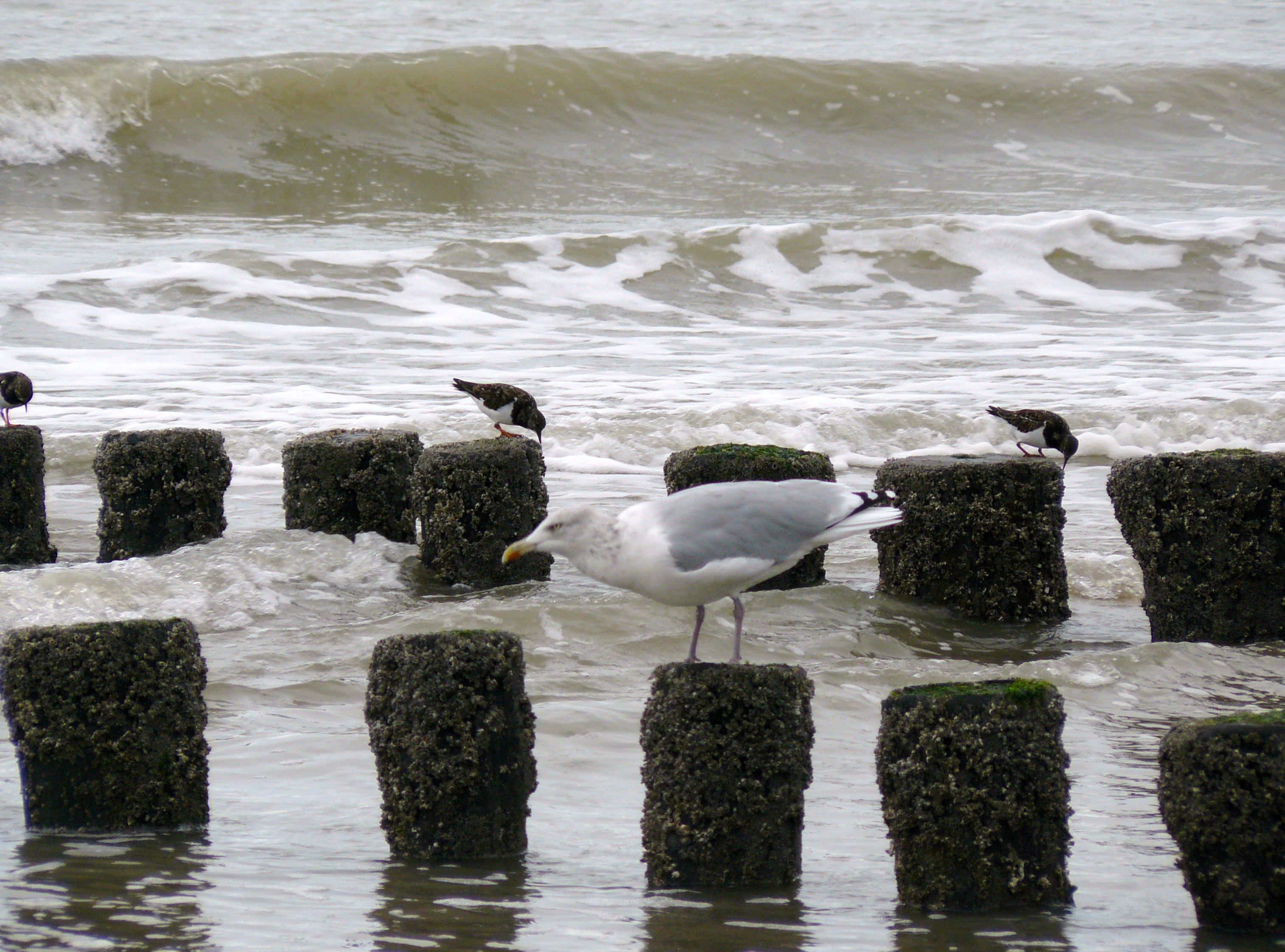 meeuw en strandlopers