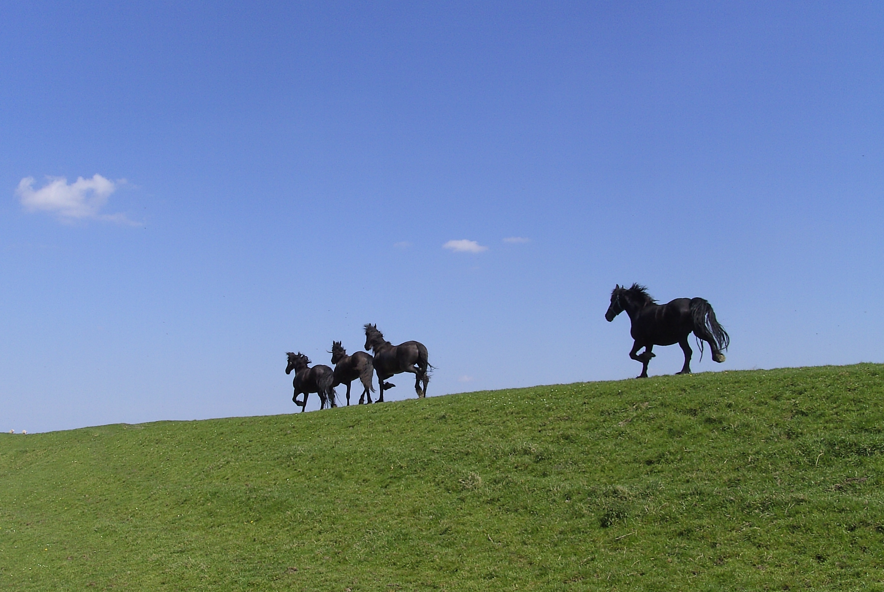 friesche paarden a/h lauwersmeer
