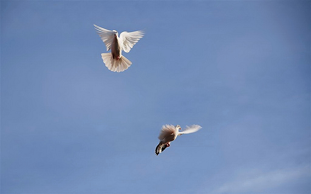 Gracieuze vleugelbewegingen.