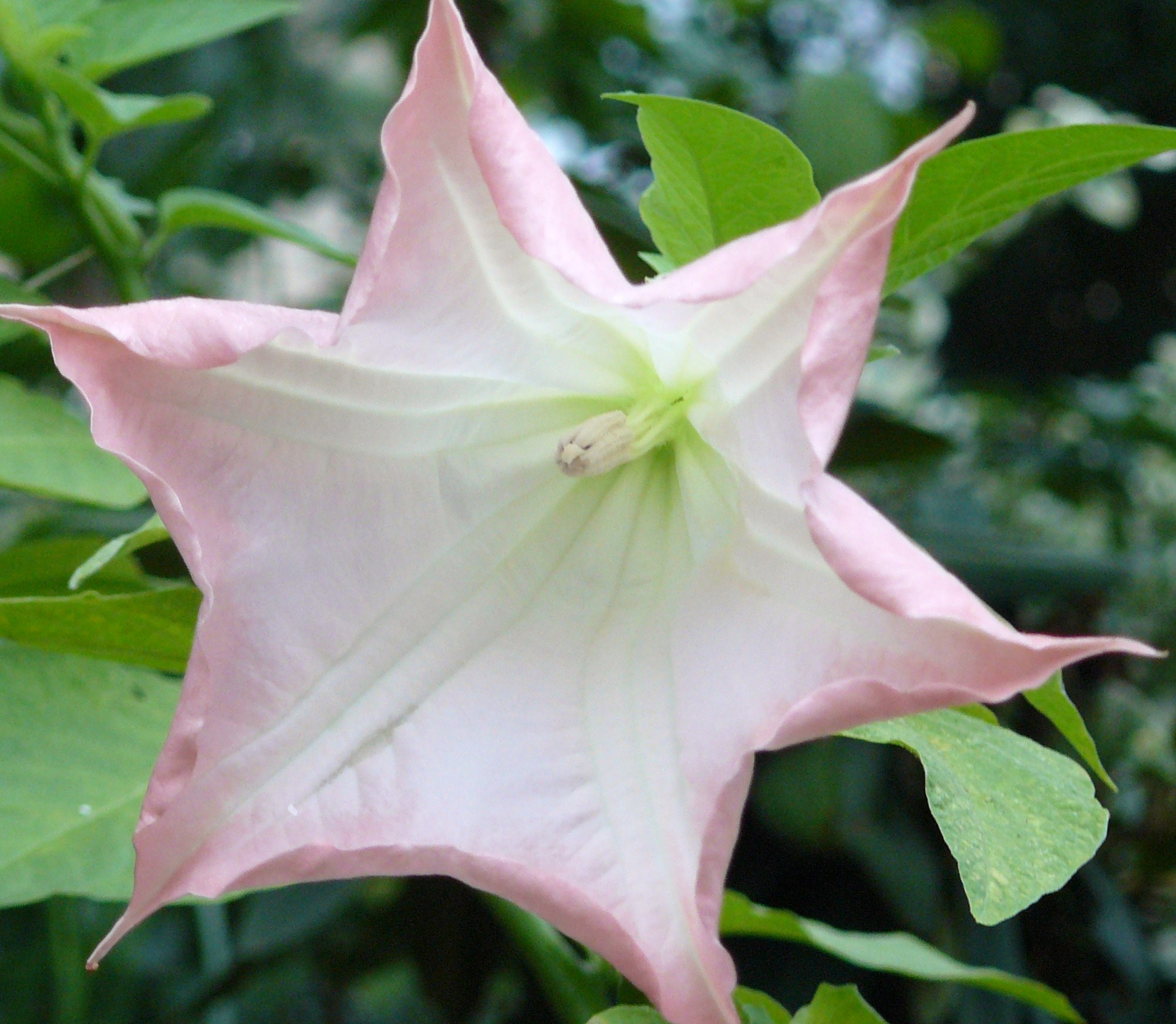 datura of engelentrompet