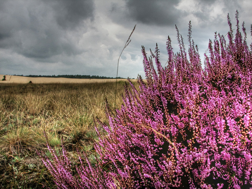 Heide in regenwolk