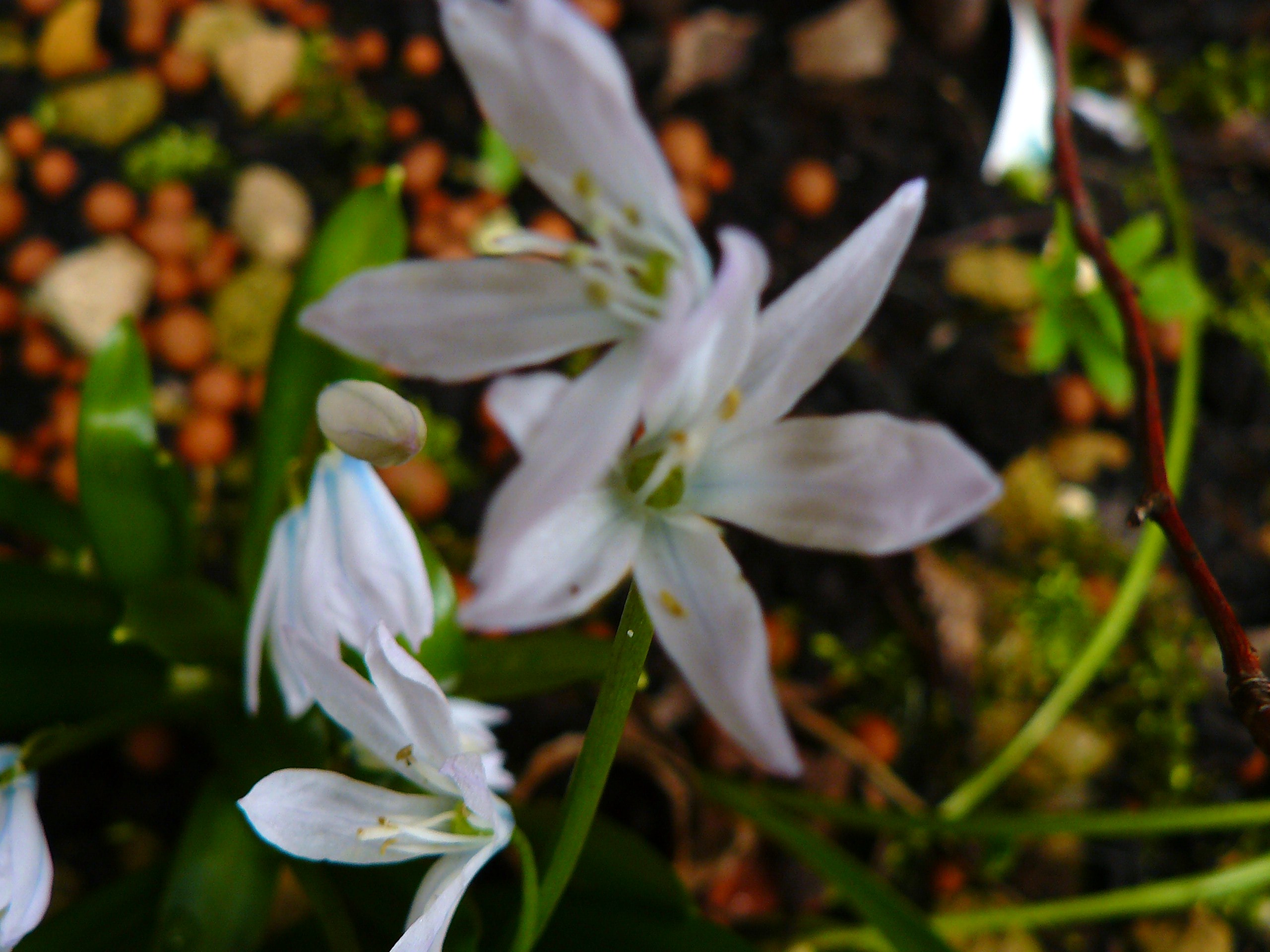 triteleia