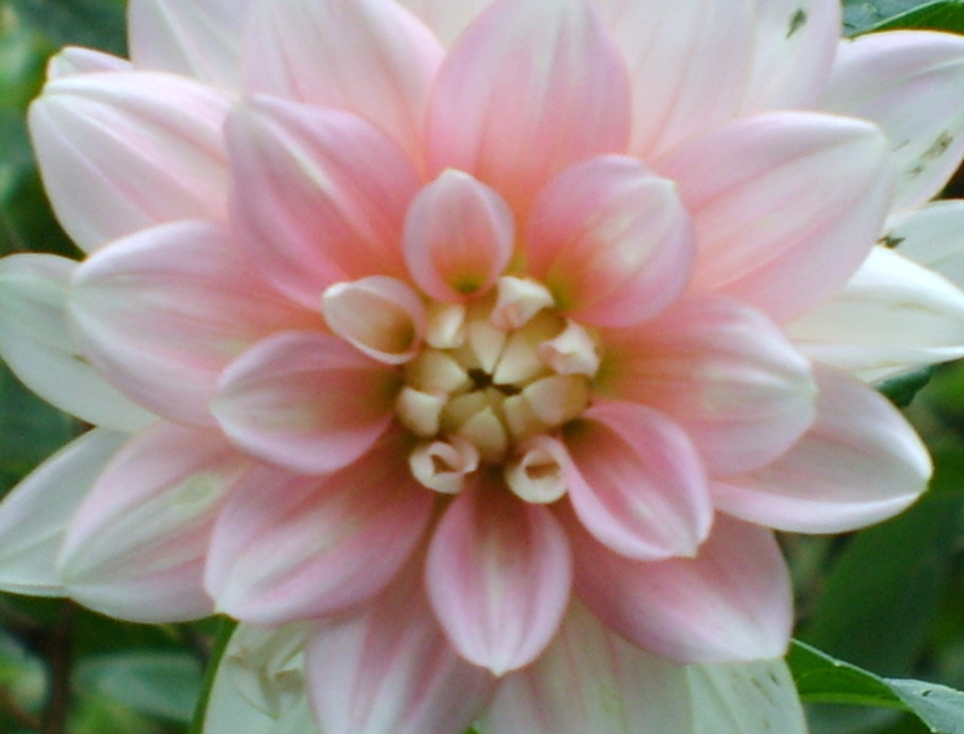 dahlia