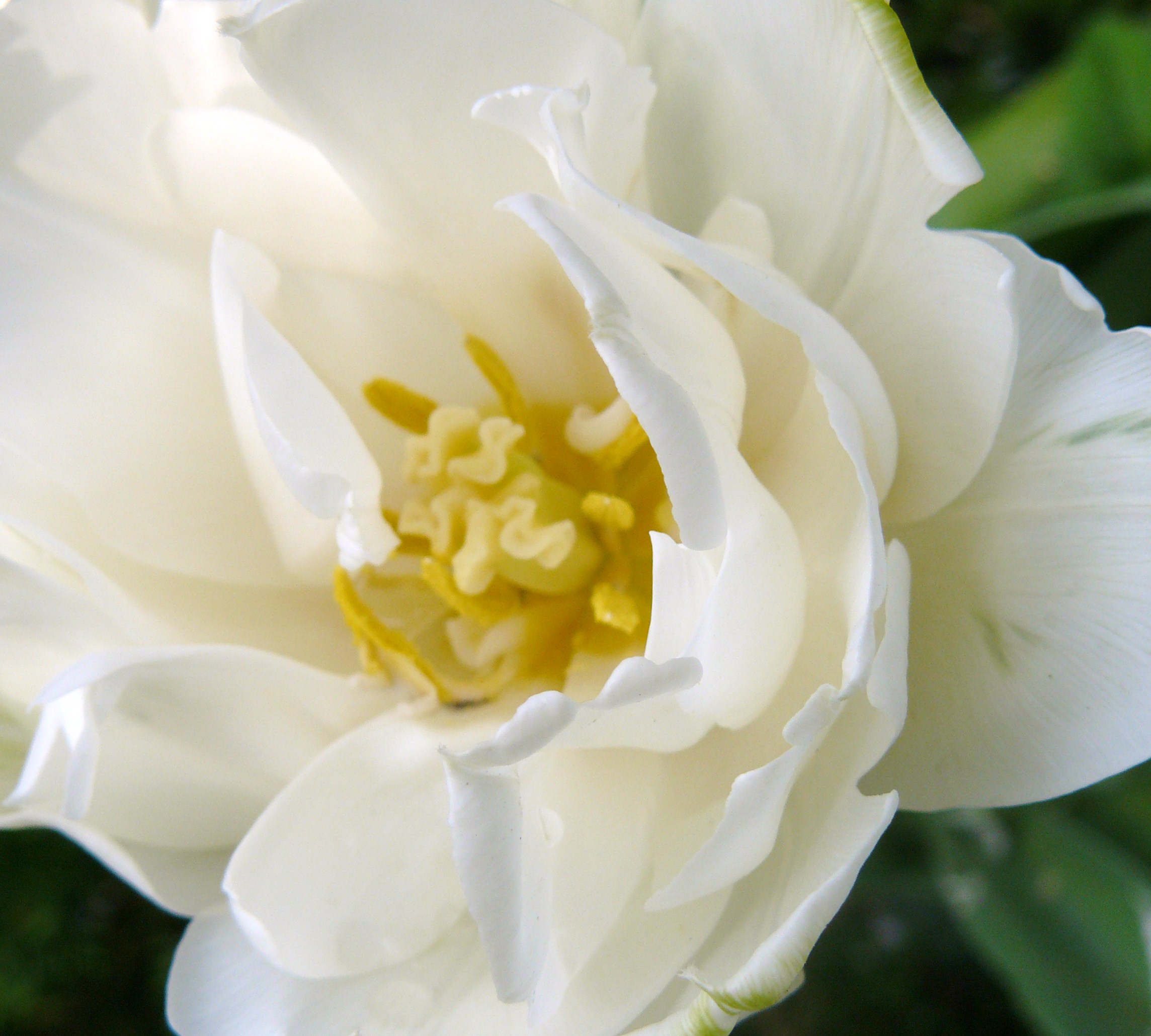 tulp