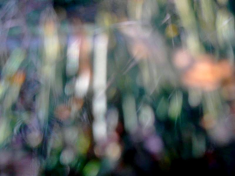 De kracht van water en zon: aquarel met ijsvogel