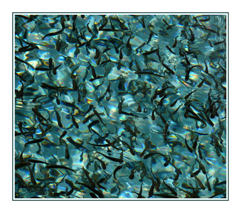 ..één en al beweging..