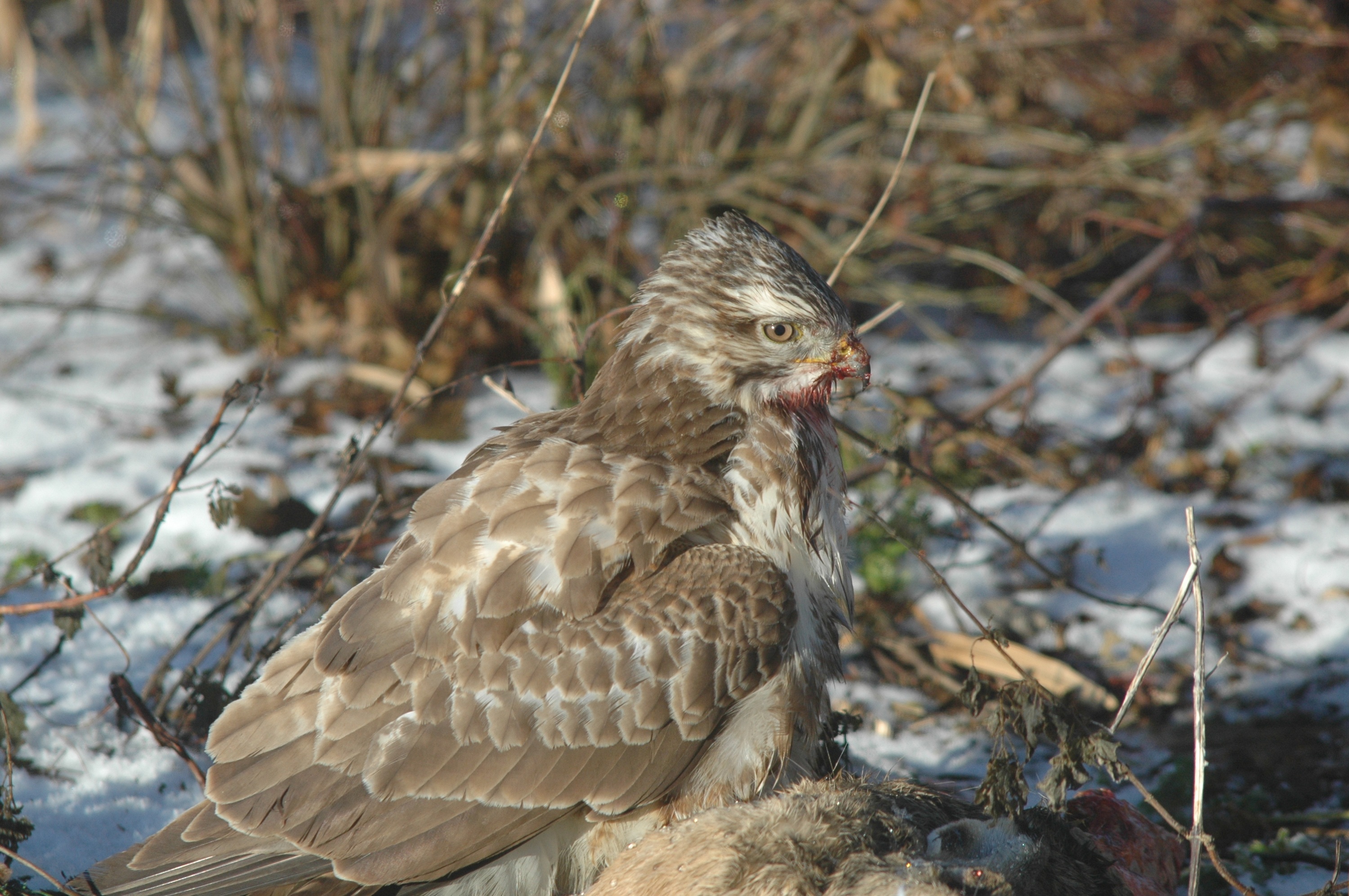 Buizerd eet van de haas.