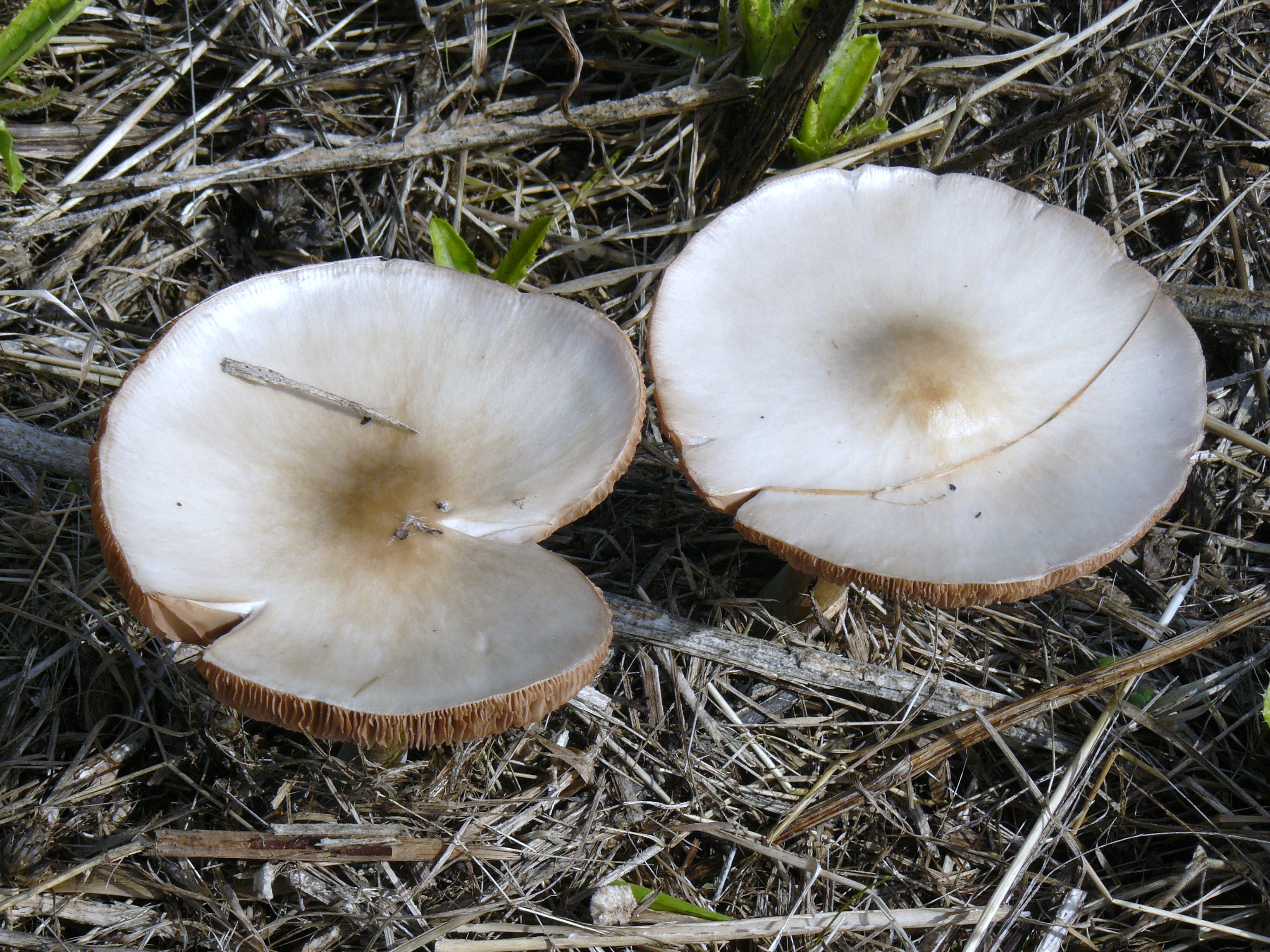 paddestoelen