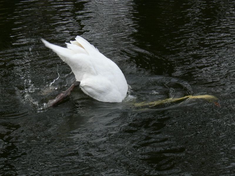 Knobbelzwaan in beweging 2