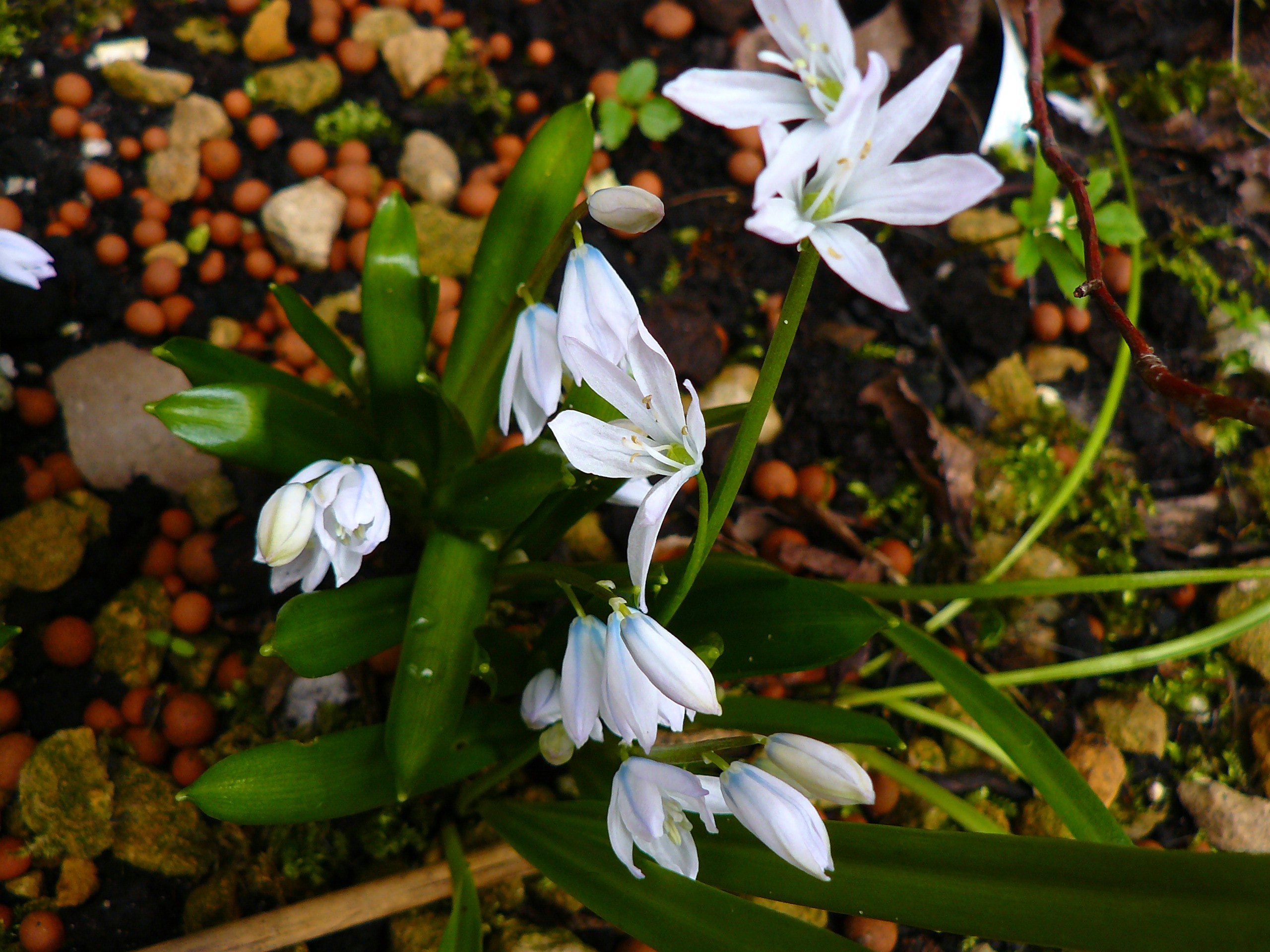 triteleia